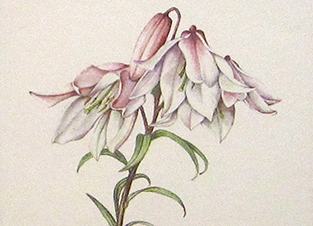 Botanical & Floral